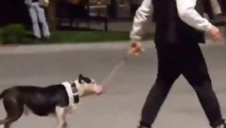 Ağızlıksız Pitbull, Başka Köpeklere Saldırdı: Sahibi Cezalandırıldı