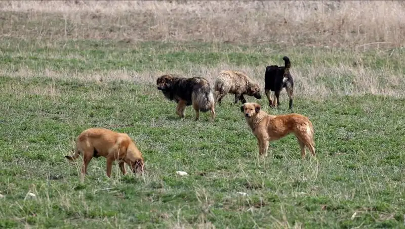 Ankara’da Sahipsiz Köpeklerle İlgili Yeni Karar: Ceza Uygulaması Başlıyor