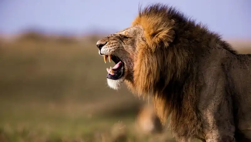 14 Yaşındaki Kız, Aslan Saldırısında Hayatını Kaybetti: Detaylar Şok Edici!