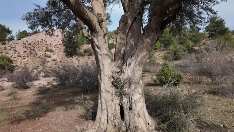 Yüzyıllardır Hayatımızda: 800 Yıllık Zeytin Ağacı ve Koruma Çabaları