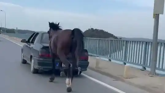 Adana’da Bir Ata Eziyet Eden Kişi Tutuklandı! Hayvan Hakları İçin Umut Var mı?