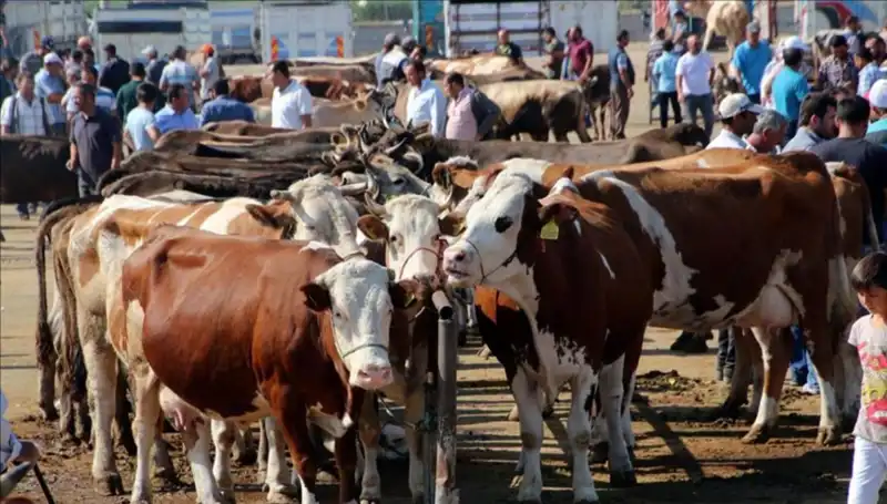 2025 Kurban Bayramı İle İlgili Kurbanlık Fiyatları Açıklandı: Şaşırtan Artışlar!