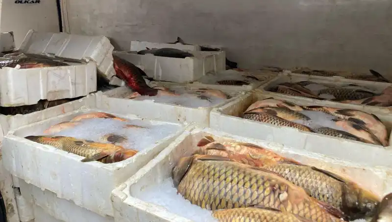 Kaçak Balık Avına Yıldırım Hızıyla Ceza: Binlerce Lira Kaybı Olabilir