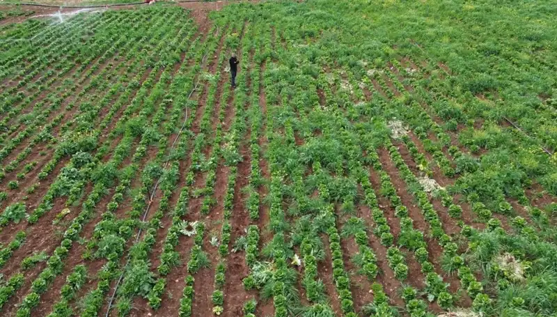Marul Hasadında Kuraklığın Yıkıcı Etkisi: Üreticiler Endişeli!