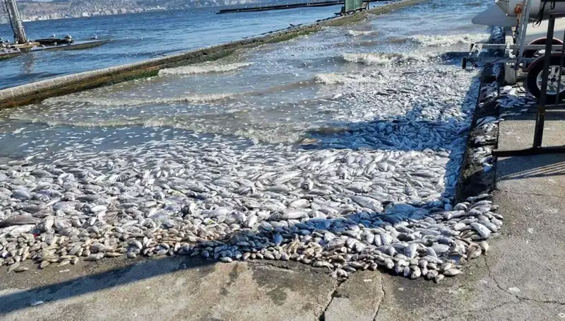 İzmir Körfezi’ndeki Temizlik Seferberliği İle Su Kalitesi Artıyor!