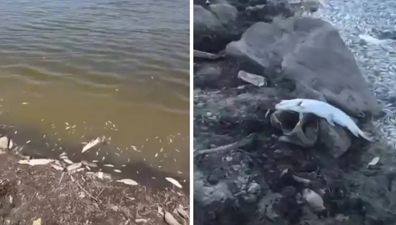 Bursa'da Balık Ölümleri, Deniz Canlıları Tehlikede!