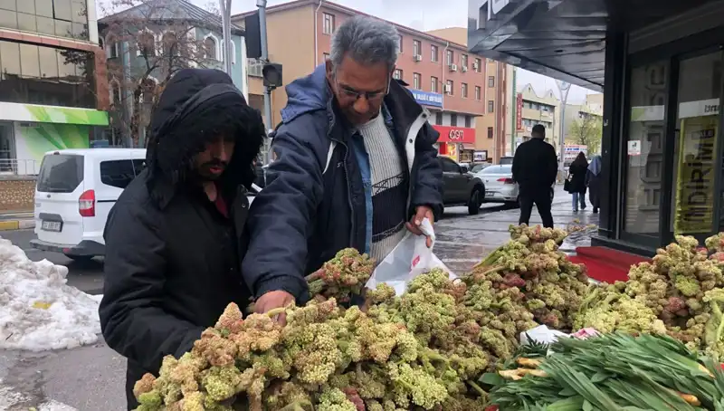 ** Kendiliğinden Yetişen Bu Bitki, Kanser Tedavisinde Yeni Bir Umut Olabilir!**
