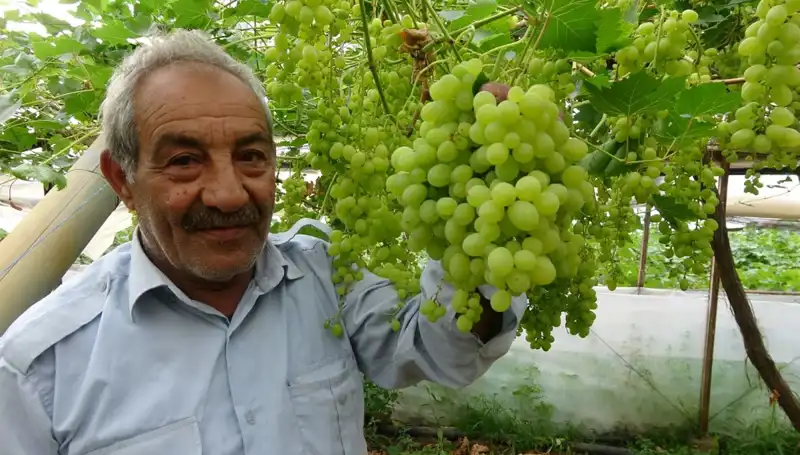 Zirai Don Nedir? Meyve Fiyatlarındaki Düşüşün sebepleri