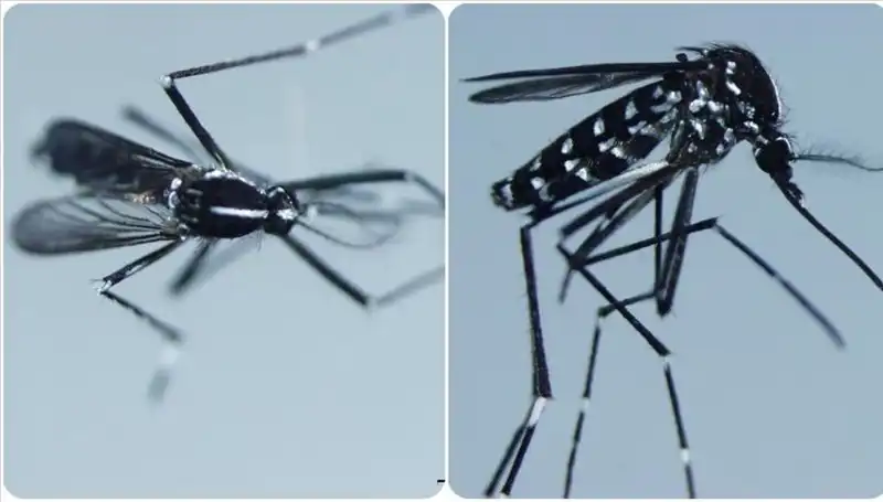 Chikungunya Virüsü Nedir? Belirtileri ve Etkili Ülkeler Hakkında Bilgiler