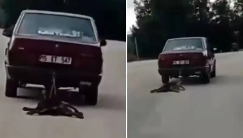 Otomobilin Arkasına Bağladığı Köpeği Sürükleyen Şok Edici Olay