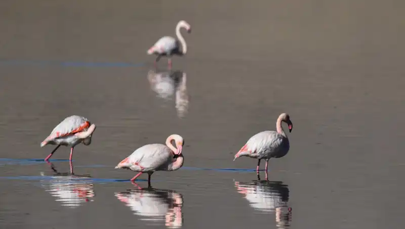 Kuş Cenneti Kuraklıkla Sınanıyor: Flamingo Sayısındaki Düşüş Endişe Verici