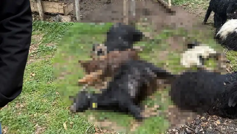 Sahipsiz Köpeklerin Keçi Saldırısı: 18 Hayvan Telef Oldu
