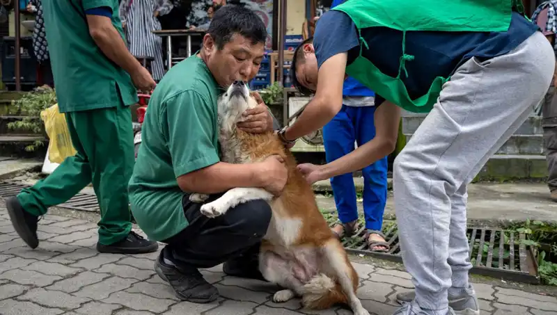 Filipinler'de Kuduz Krizi: 2024'te 426 Kişi Hayatını Kaybetti