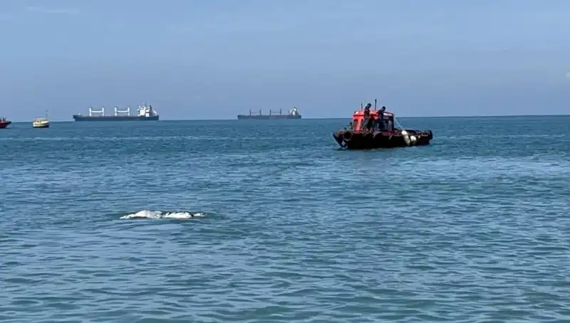 Denizin Ortasında Angus Etinden Şaşkınlık Yaratan Olay