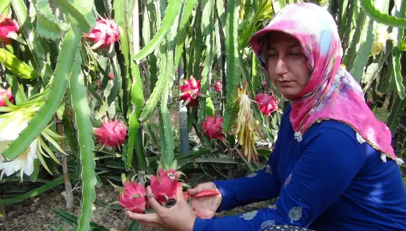 Emekli Olduktan Sonra Pitaya Üretmeye Başlayan Çiftçi, Kilosunu 200 TL'den Satıyor!