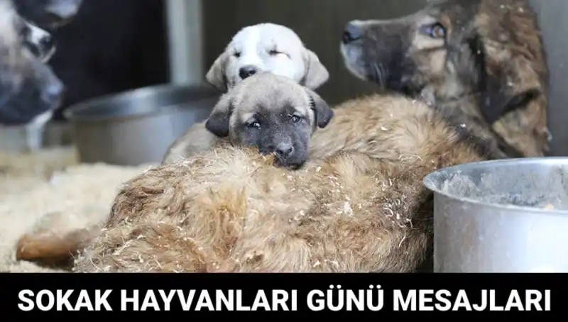 Sokak Hayvanları İçin Özel Bir Gün: Dünya Sokak Hayvanları Günü Ne Zaman?
