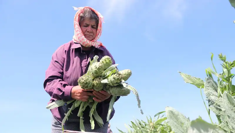 Tarladan Sofralara: 50 TL'lik Tezgah Fiyatlarıyla Dikkat Çekiyor