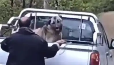 Trabzon’da Köpeğe Şok Edici Dayak: Halatla Dolaşan Canavar!