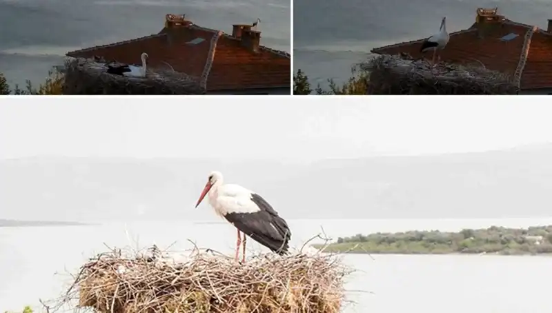 Yaren Leylek Depremi Nasıl Önceden Hissetti? Doğa'nın Gizemli Sesleri