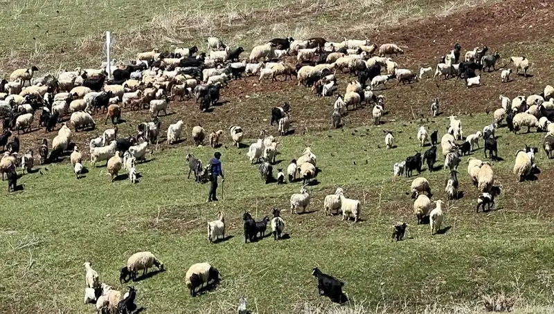 Çoban Krizi İhtiyaç Sahiplerini Şaşırttı: 70 Bin Lira Maaş Yetersiz Mi?