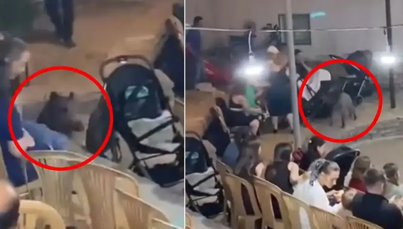 Yaban Domuzu Düğün Törenine Katıldı, Eğlenceye Dönüşen Panik Ortaya Çıkardı