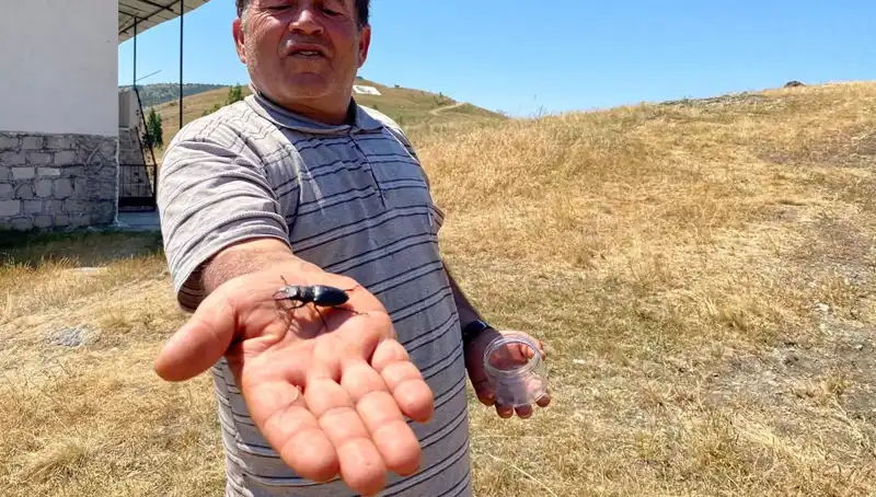 Sivas'ta Tehlikeli Böcek: Öldürmenin Cezası 557 Bin TL!