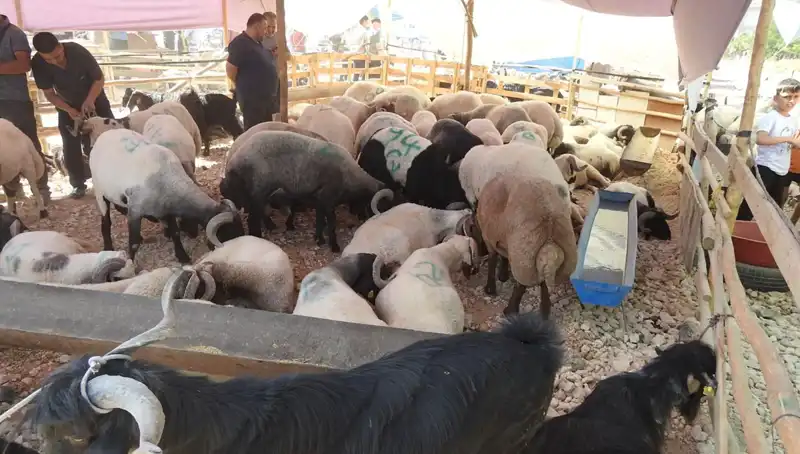 Kurban Bayramı İlk Günü: Hayvan Pazarları Neden Dolup Taştı?