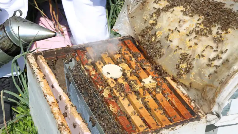 Ata Mesleği Arıcılığı Yaşatan Genç Girişimci, Yurt Dışına Bal İhraç Ediyor