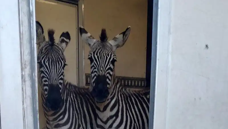 Sınırda Durdurulan Minibüsten Şaşırtıcı Yük: İki Zebra ve Altı Maymun!