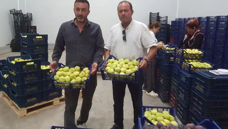 Mersinli Çiftçinin Yüzünü Güldüren İhraç: Domates Tanesi 20 TL!