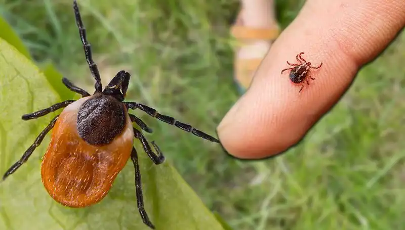 Kene Isırmalarına Karşı Alınacak Önlemler ve Belirtiler