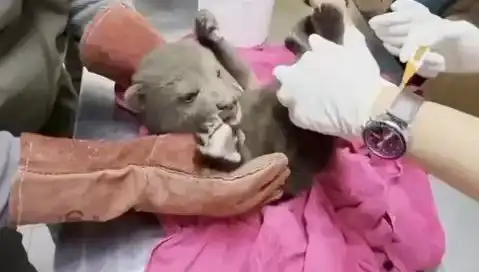 Karabük'te Yavru Bozayı Bulundu: Doğanın Sevimli Misafiri