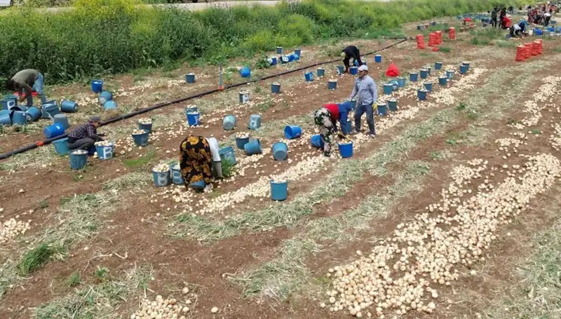 Soğan Hasadı Başladı: Fiyatlar Düşerken Pazarın Yüzü Gülüyor!