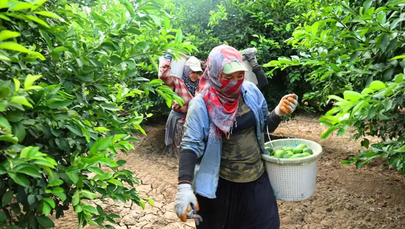 150 Lira Sınırını Aşan Market Fiyatları: Hasat Dönemi Umut Vadediyor
